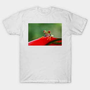 Red-eyed Tree Frog - Costa Rica T-Shirt